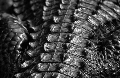 Crocodile texture leather